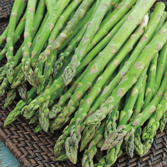 Grande Hybrid Asparagus Plant