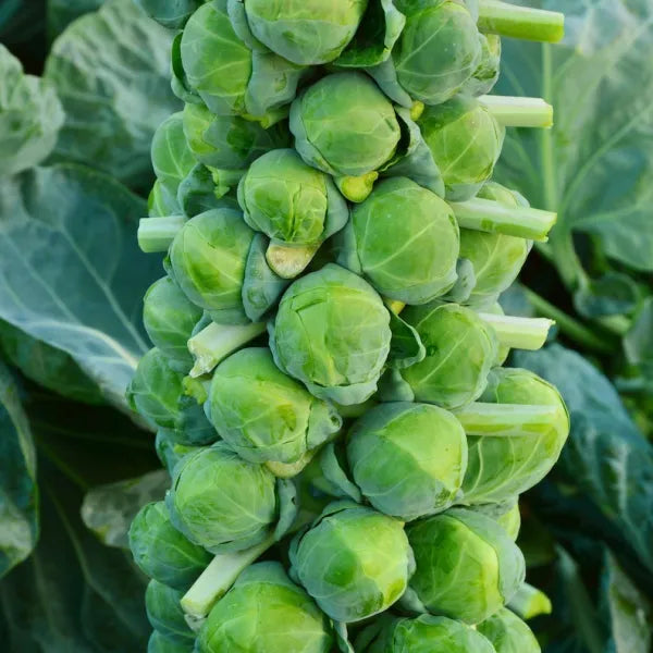 Brussel Sprouts - Catskills