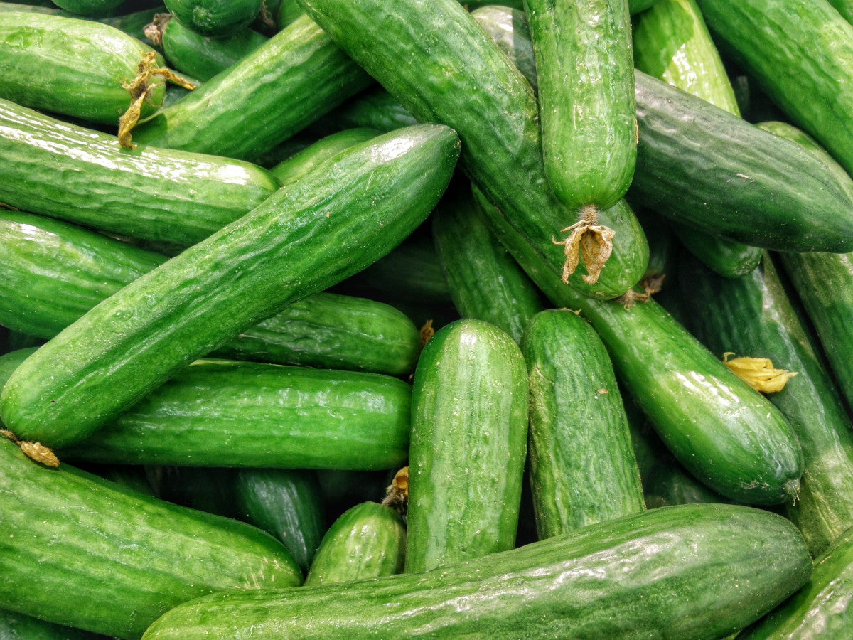 Dwarf cucumbers - H-19 Little leaf