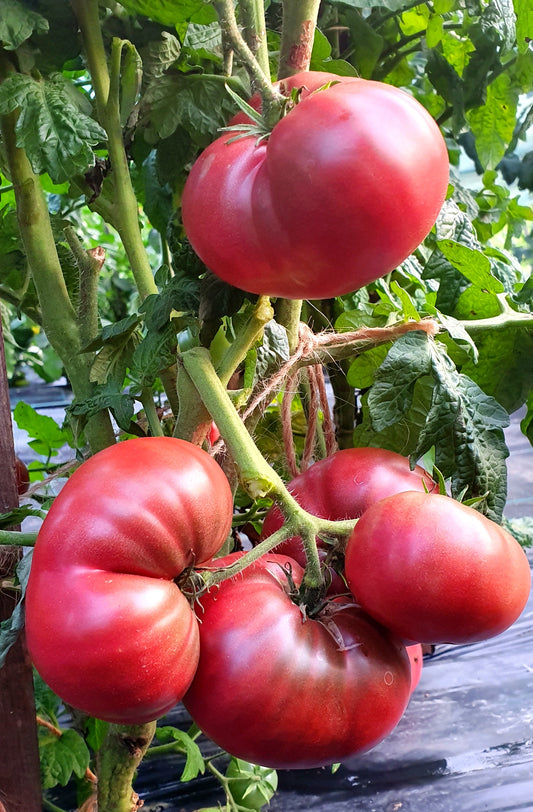 Dwarf Tomatoes - Rosella Crimson