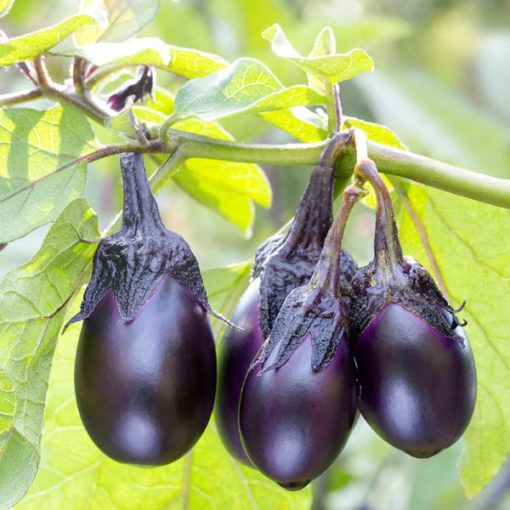 Eggplant - Patio Baby