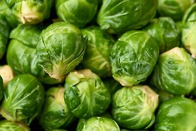 Brussel Sprouts - Green Gems